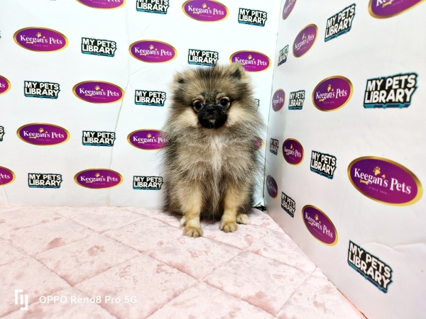 Pomeranian - Sable (Female) Available Puppy For Sale/Booking Selangor, Malaysia, Kuala Lumpur (KL), Setia Alam Services | Keegan's Pets (Precious Pet)