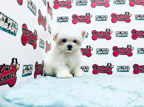 Champion Lineage Maltese (Female) Available Puppy For Sale/Booking Selangor, Malaysia, Kuala Lumpur (KL), Setia Alam Services | Keegan's Pets (Precious Pet)