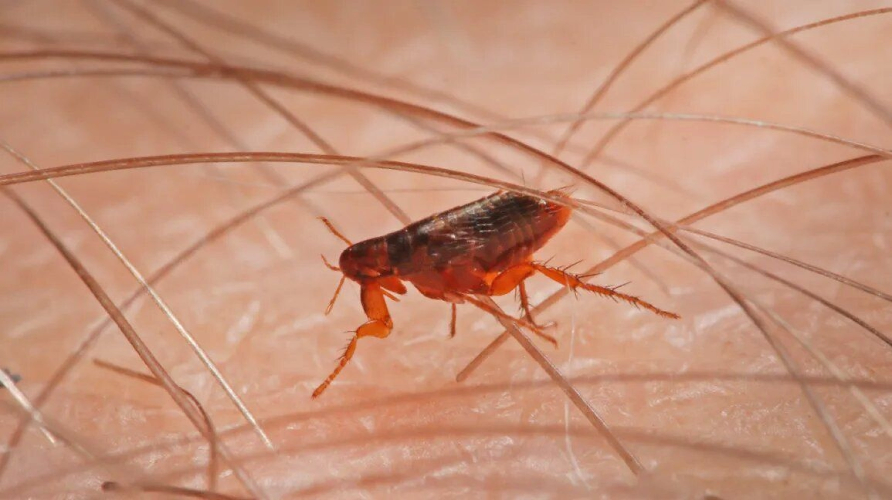 Fleas And Ticks