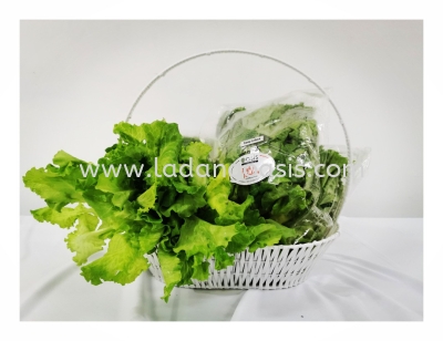 Fanny Lettuce