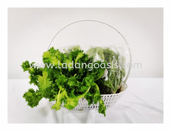 Baby Coz Crispy Leaves Lettuce Vegetables Penang, Kuala Lumpur (KL), Malaysia Supplier, Wholesaler, Provider | Ladang Oasis Sdn. Bhd.