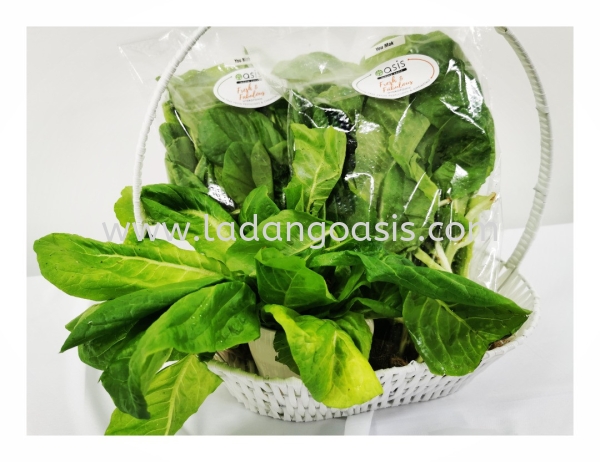 Youmak Vegetables Penang, Kuala Lumpur (KL), Malaysia Supplier, Wholesaler, Provider | Ladang Oasis Sdn. Bhd.