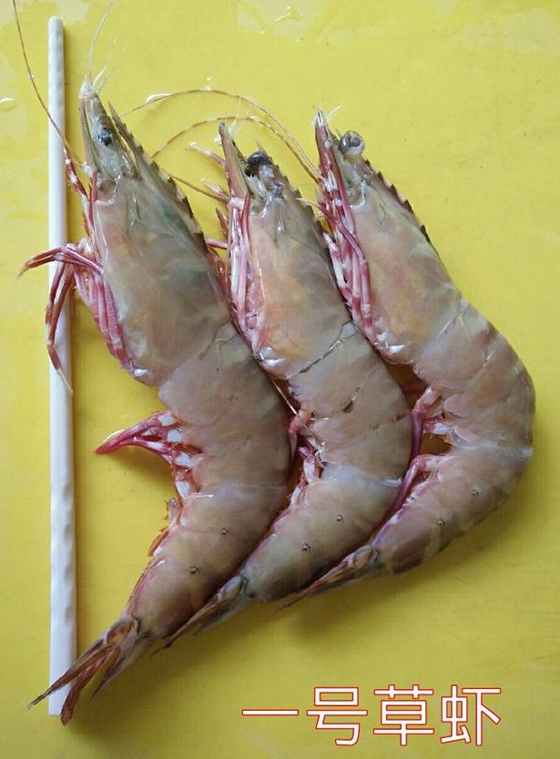 (WILD-SEA) Flower Prawns 野生大海草虾