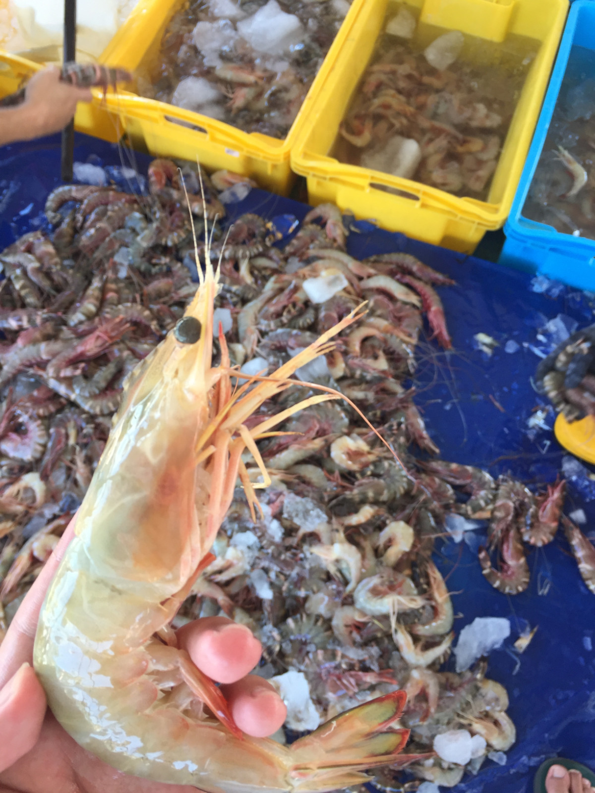 (WILD-SEA) Sea Yellow Prawns 野生大海黄虾