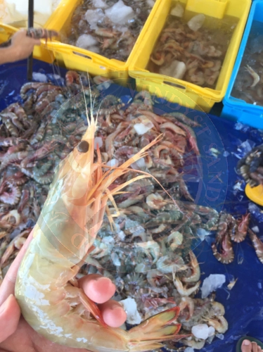 (WILD-SEA) Sea Yellow Prawns 野生大海黄虾