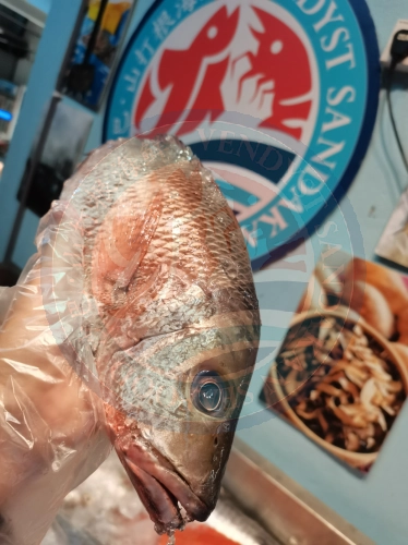 (WILD-SEA) Red Grouper(Red Chao) 野生红曹鱼