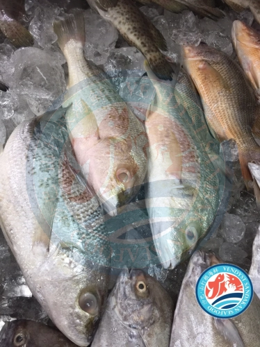 (WILD-SEA)- White Snapper 野生白枣鱼