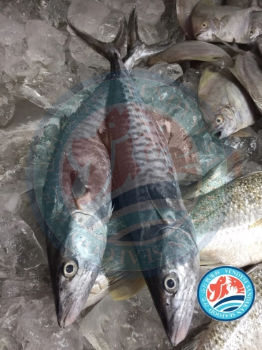 (WILD-SEA)- Mackeral(Tenggiri) 野生胶鱼