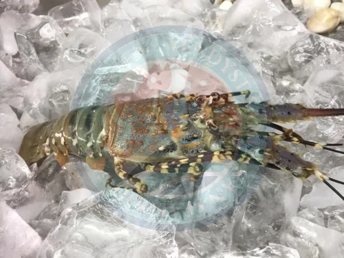 (WILD-SEA) Fresh Lobster 野生龙虾