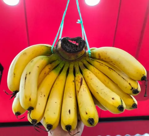 Banana Berangan 1kg