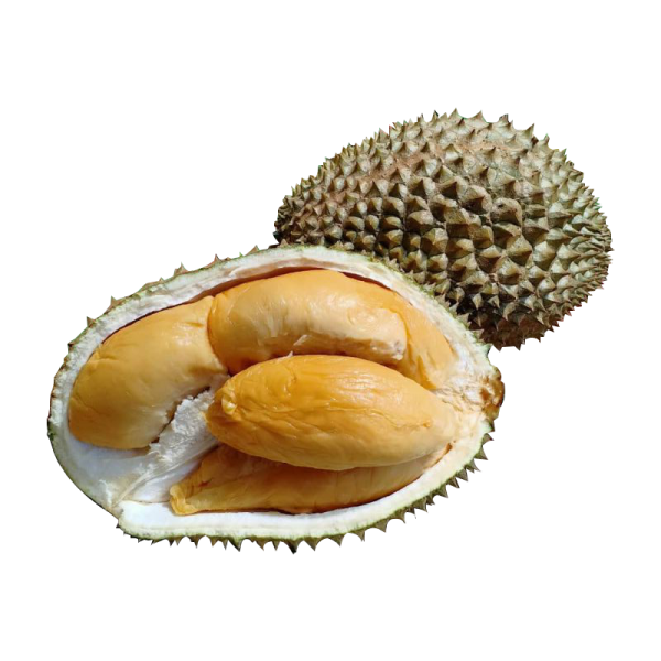 D2  Durian Singapore, Johor Bahru (JB), Malaysia Supplier, Wholesaler | OGENIC SUPPLY