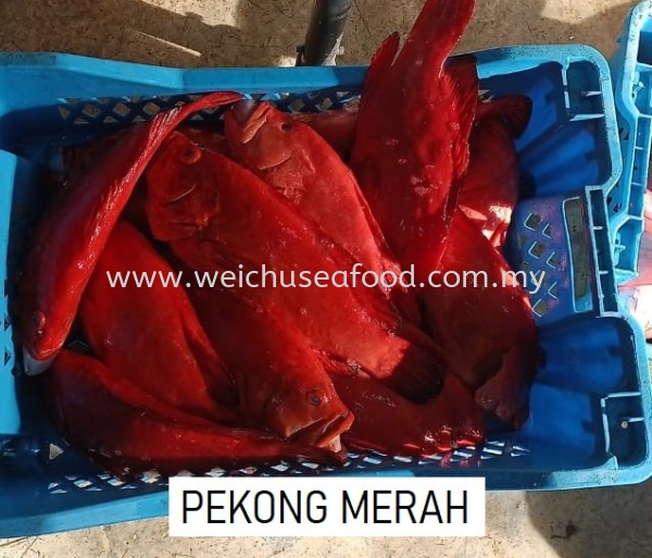 Pekong Merah  Fresh Fish Selangor, Malaysia, Kuala Lumpur (KL), Klang Supplier, Suppliers, Supply, Supplies | Wei Chu Seafood Supply Trading Sdn Bhd