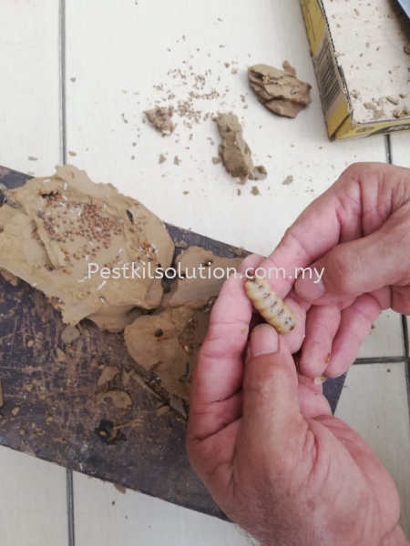  Termites Control Seremban, Malaysia, Kuala Lumpur (KL), Selangor, Negeri Sembilan, Cheras Services | PESTKIL SOLUTION