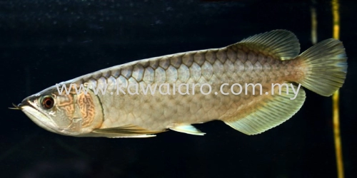 Green Arowana