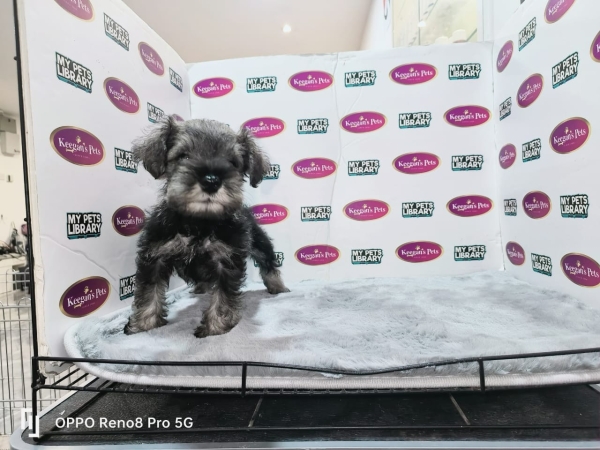 Miniature Schnauzer (Male) Available Puppy For Sale/Booking Selangor, Malaysia, Kuala Lumpur (KL), Setia Alam Services | Keegan's Pets (Precious Pet)