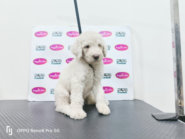 Standard Poodle - White (Female) Available Puppy For Sale/Booking Selangor, Malaysia, Kuala Lumpur (KL), Setia Alam Services | Keegan's Pets (Precious Pet)
