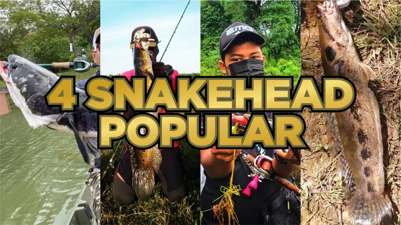 SPESIS IKAN "SNAKEHEAD" POPULAR DIKALANGAN PEMANCING ! Empat Spesis Ikan "Snakehead" Utama yang mendiami Malaysia