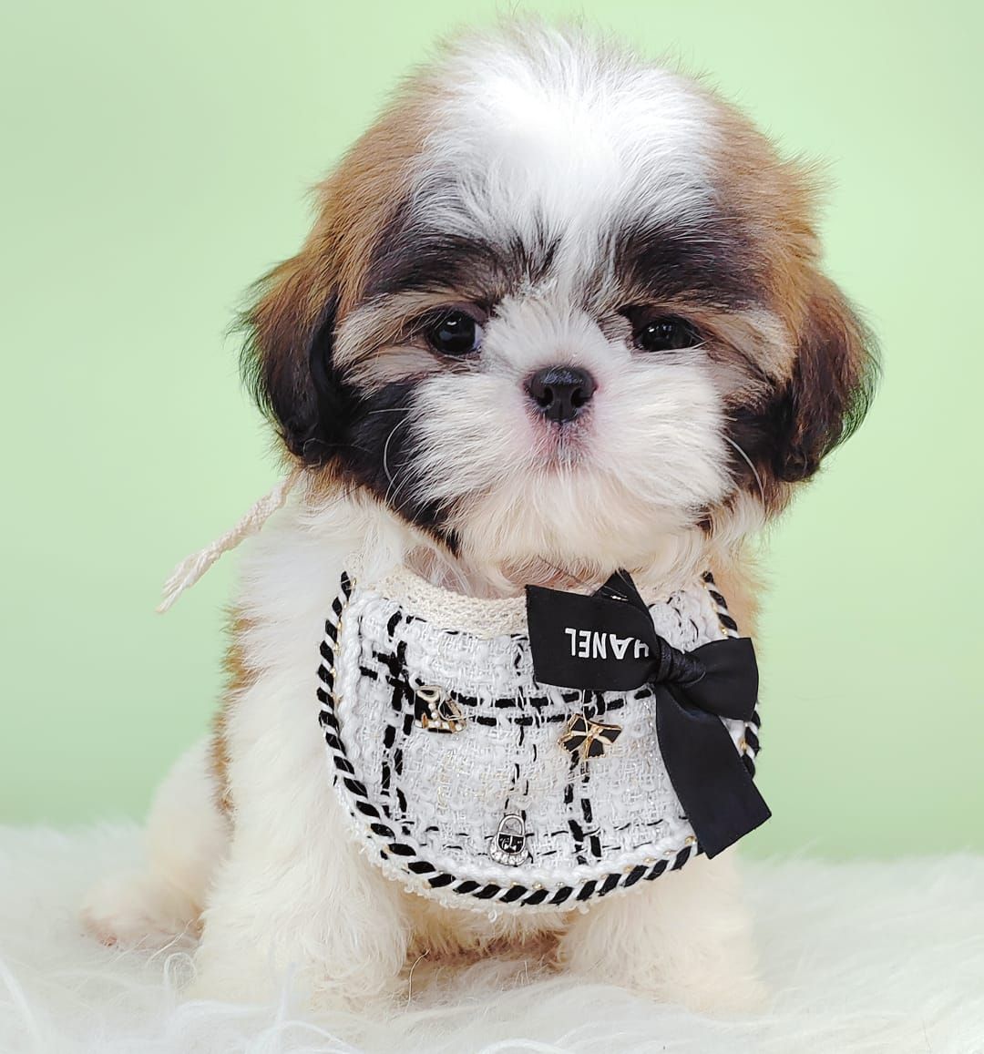 Shih Tzu 西斯