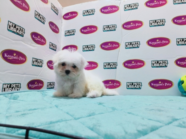 Champion Lineage Maltese (Female) Available Puppy For Sale/Booking Selangor, Malaysia, Kuala Lumpur (KL), Setia Alam Services | Keegan's Pets (Precious Pet)