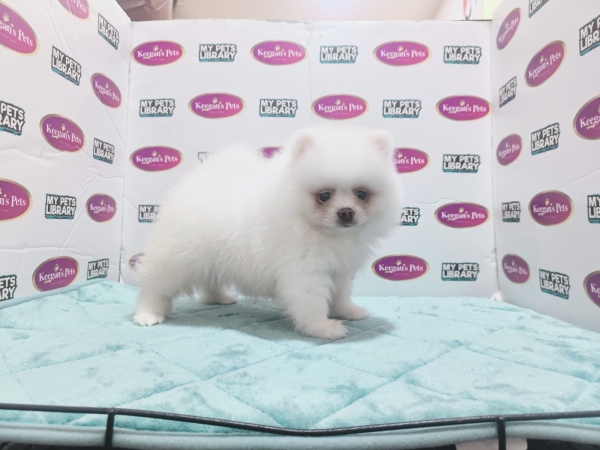 Pomeranian - White (Male) Available Puppy For Sale/Booking Selangor, Malaysia, Kuala Lumpur (KL), Setia Alam Services | Keegan's Pets (Precious Pet)