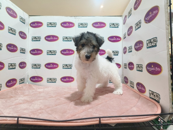 Wire Fox Terrier (Female4) Available Puppy For Sale/Booking Selangor, Malaysia, Kuala Lumpur (KL), Setia Alam Services | Keegan's Pets (Precious Pet)