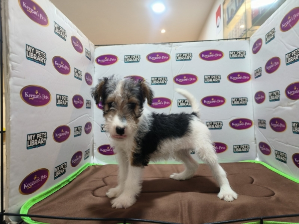 Wire Fox Terrier (Female3) Available Puppy For Sale/Booking Selangor, Malaysia, Kuala Lumpur (KL), Setia Alam Services | Keegan's Pets (Precious Pet)