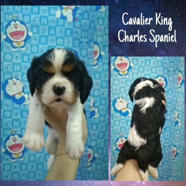 Cavalier King Charles Spaniel - Tricolor (Female1) Available Puppy For Sale/Booking Selangor, Malaysia, Kuala Lumpur (KL), Setia Alam Services | Keegan's Pets (Precious Pet)