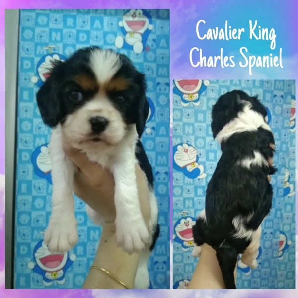 Cavalier King Charles Spaniel - Tricolor (Female2) Available Puppy For Sale/Booking Selangor, Malaysia, Kuala Lumpur (KL), Setia Alam Services | Keegan's Pets (Precious Pet)