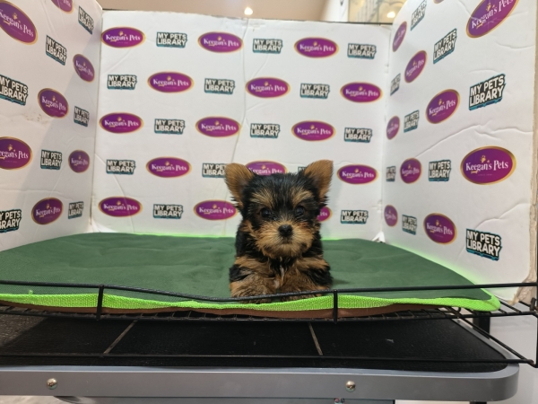 Yorkshire Terrier (Male) Available Puppy For Sale/Booking Selangor, Malaysia, Kuala Lumpur (KL), Setia Alam Services | Keegan's Pets (Precious Pet)