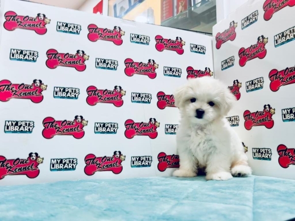 Champion Lineage Maltese (Female) Available Puppy For Sale/Booking Selangor, Malaysia, Kuala Lumpur (KL), Setia Alam Services | Keegan's Pets (Precious Pet)