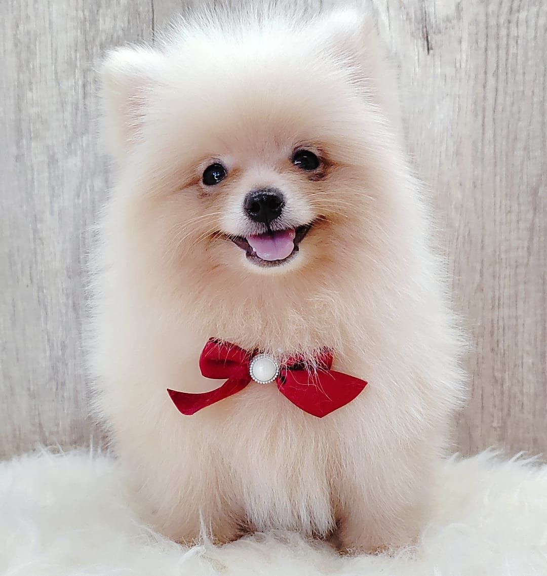 Pomeranian 博美