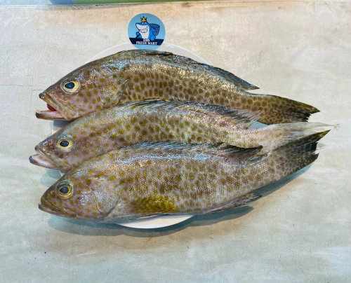 Flower grouper 3pcs 1kg Per Pack