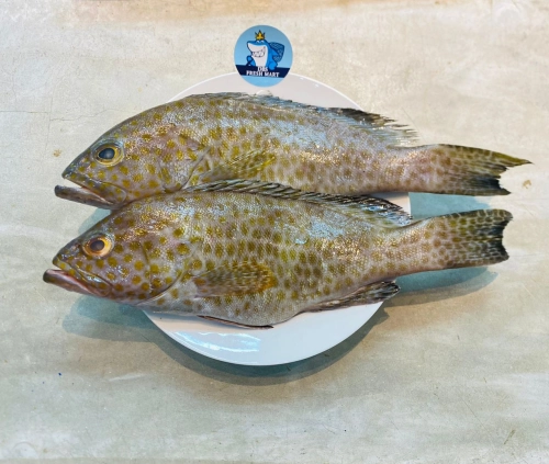 Flower grouper 2pcs 1kg Per Pack