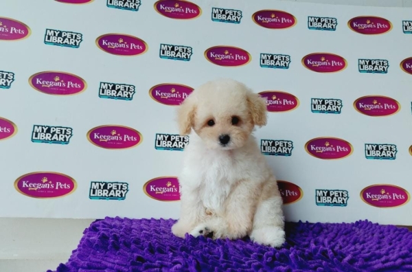 Tiny Poodle - White (Male) Available Puppy For Sale/Booking Selangor, Malaysia, Kuala Lumpur (KL), Setia Alam Services | Keegan's Pets (Precious Pet)