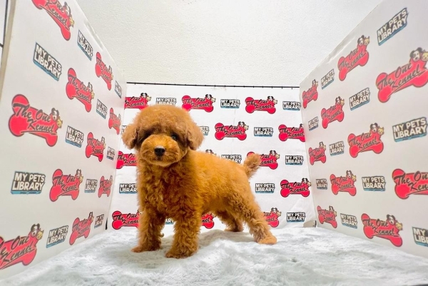 Toy Poodle - Red (Male) Available Puppy For Sale/Booking Selangor, Malaysia, Kuala Lumpur (KL), Setia Alam Services | Keegan's Pets (Precious Pet)