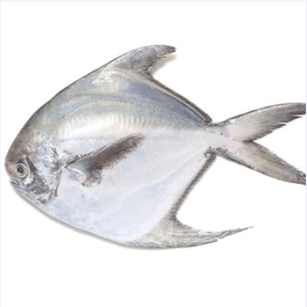 Ikan Bawal Putih / White Pomfret B 150-200g per pc