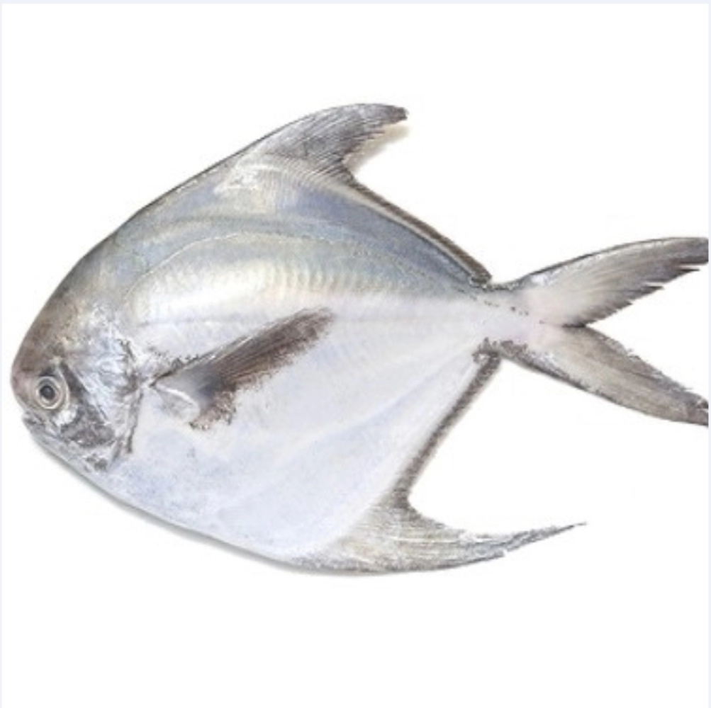 Ikan Bawal Putih / White Pomfret C 120g-150g per pc