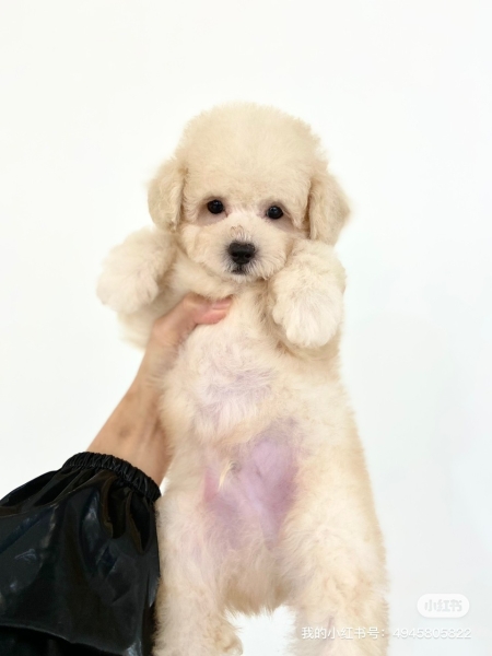 Toy Poodle - White (Male) Available Puppy For Sale/Booking Selangor, Malaysia, Kuala Lumpur (KL), Setia Alam Services | Keegan's Pets (Precious Pet)