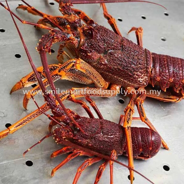 Live Australia Rock Lobster