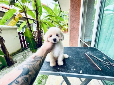 Tiny Toy Poodle - White (Male)