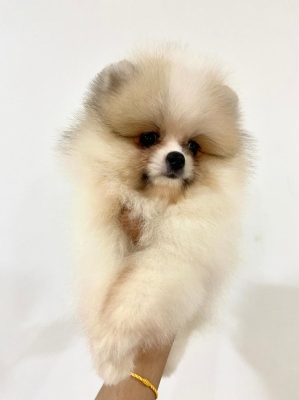 Pomeranian - Sable (Female)