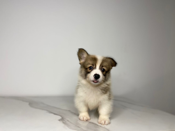 Pembroke Welsh Corgi - Red White (Male) Available Puppy For Sale/Booking Selangor, Malaysia, Kuala Lumpur (KL), Setia Alam Services | Keegan's Pets (Precious Pet)