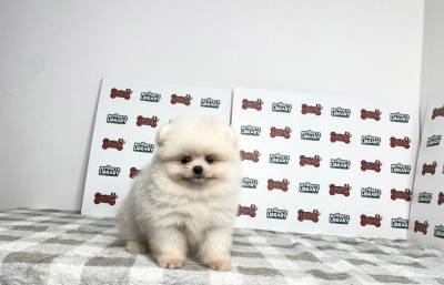 Pomeranian - Whiet (Male)