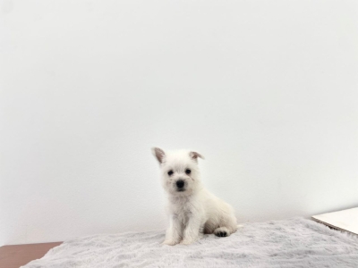 West Highland White Terrier - White (Male)