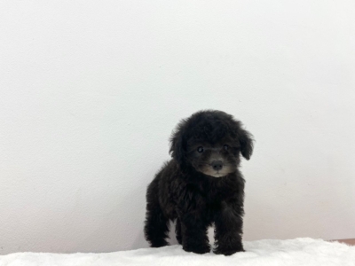 Poodle - Silver (Female)