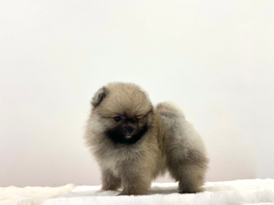 Pomeranian - Orange Sable (Male)