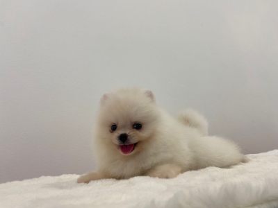 Pomeranian - White (Female)