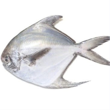 Local Ikan Bawal Putih / White Pomfret AAA 300g-350g per pc