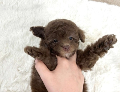 Poodle - Chocolate (Female)