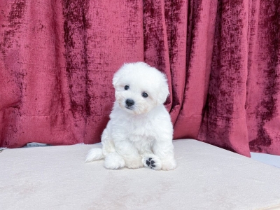 Bichon Frise - White (Male)